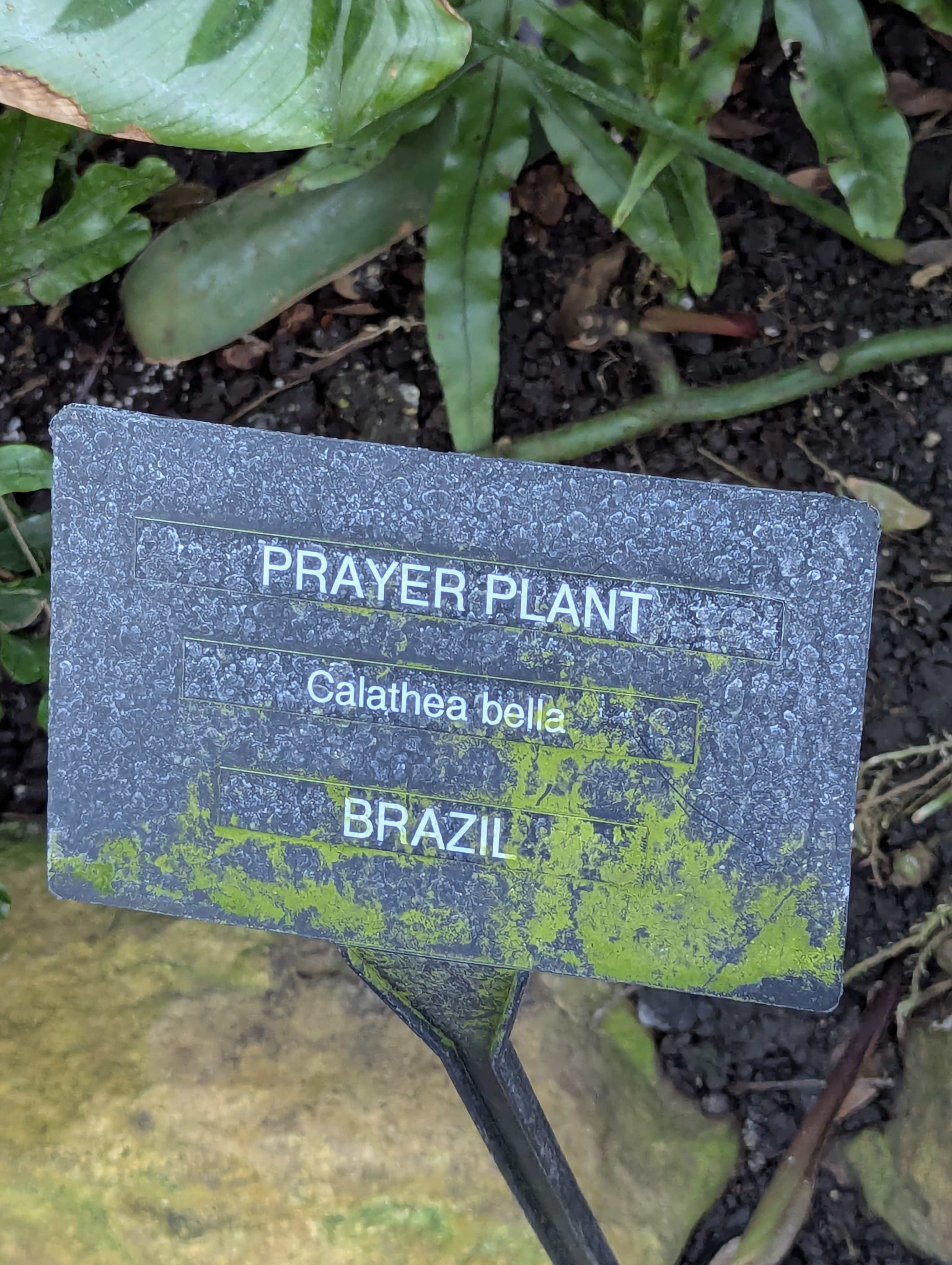 Birthday Trip to Canada, Edmonton, Pyramids, Muttart Observatory